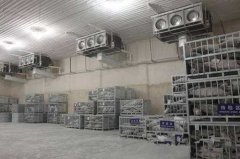 建造一個(gè)800平方低溫冷庫(kù)要多少錢
